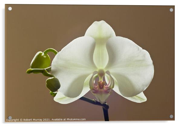 Moth orchid Phaelanopsis Acrylic by Robert Murray