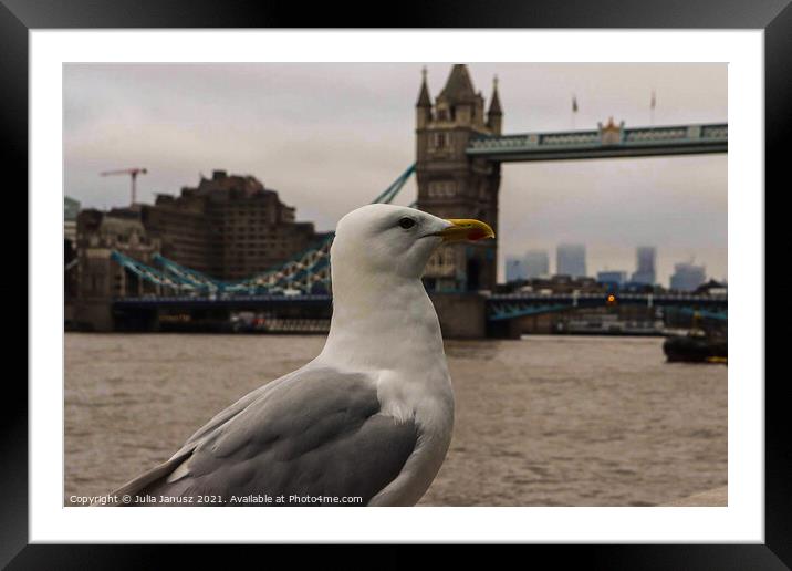 Seagull in London  Framed Mounted Print by Julia Janusz