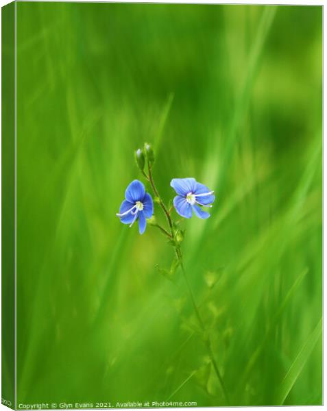 Forget me not. Canvas Print by Glyn Evans