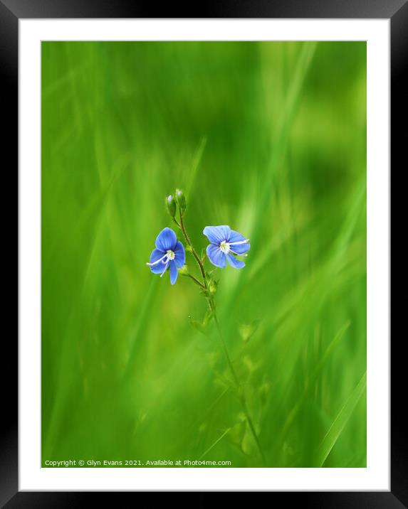 Forget me not. Framed Mounted Print by Glyn Evans