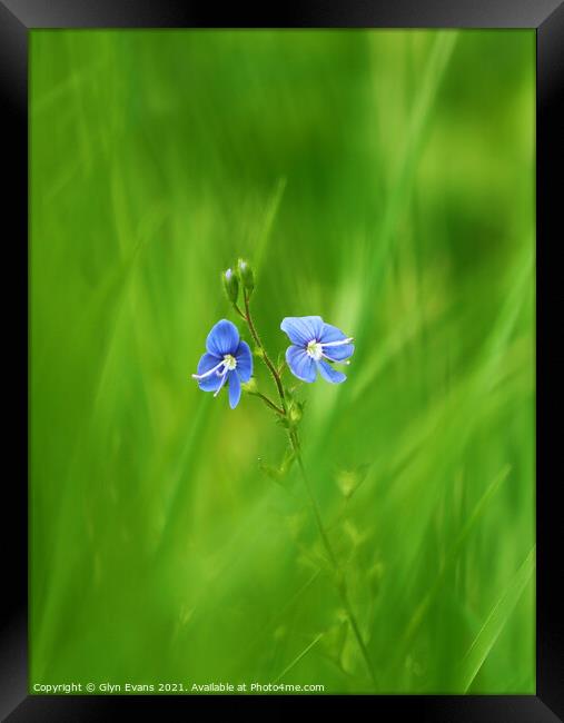 Forget me not. Framed Print by Glyn Evans
