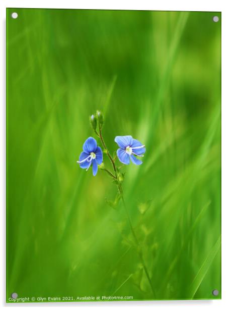 Forget me not. Acrylic by Glyn Evans