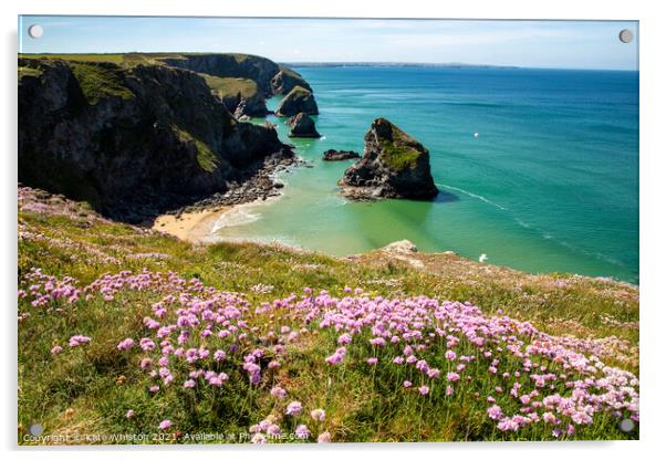 Pinks above Bedruthan Steps Acrylic by Kate Whiston