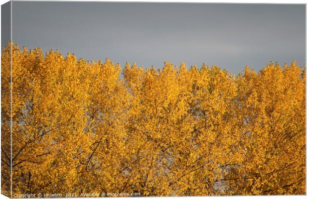 Golden Poplar Leaves in Autumn Canvas Print by Imladris 