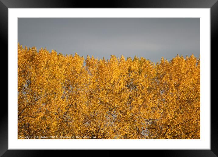 Golden Poplar Leaves in Autumn Framed Mounted Print by Imladris 