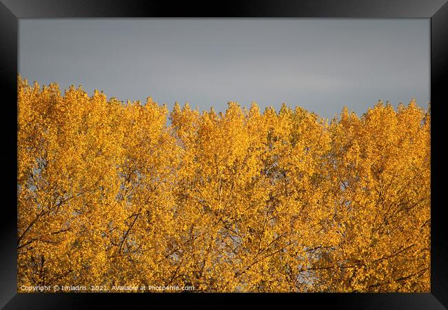Golden Poplar Leaves in Autumn Framed Print by Imladris 