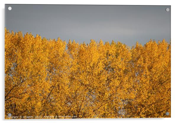 Golden Poplar Leaves in Autumn Acrylic by Imladris 