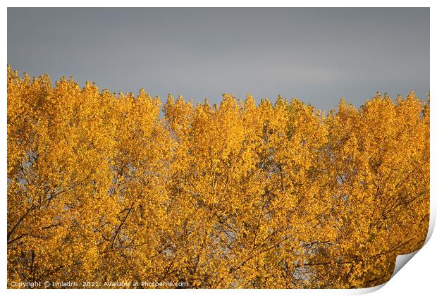 Golden Poplar Leaves in Autumn Print by Imladris 