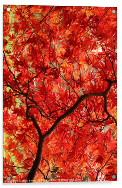 Autumn Colours Acrylic by Glyn Evans