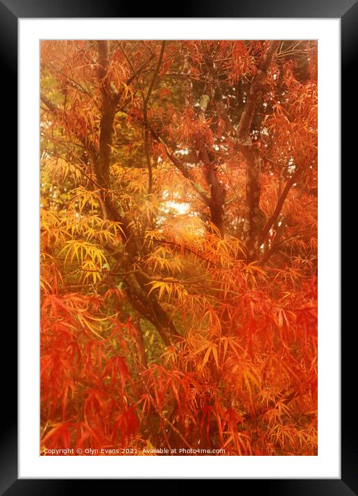 Autumn colours. Framed Mounted Print by Glyn Evans