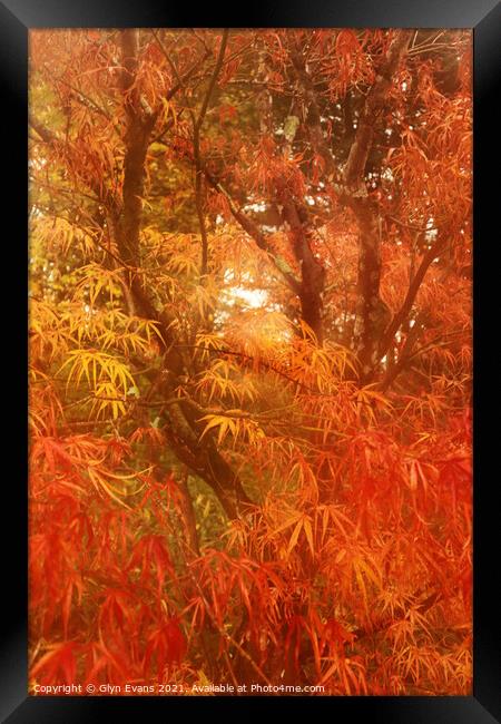 Autumn colours. Framed Print by Glyn Evans