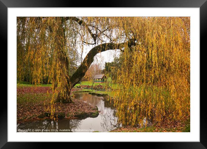 Willow Tree. Framed Mounted Print by Glyn Evans