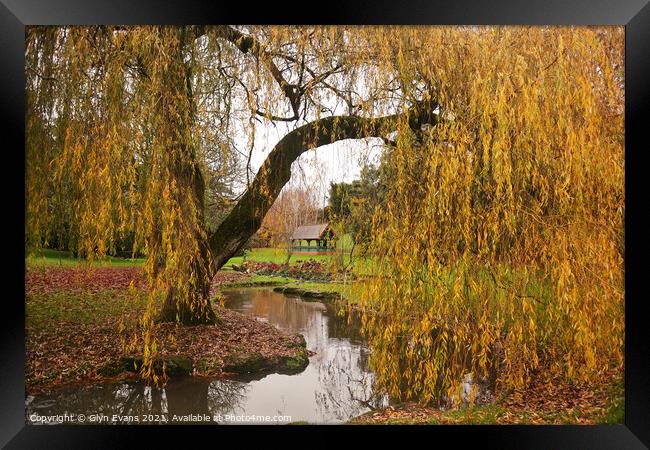 Willow Tree. Framed Print by Glyn Evans