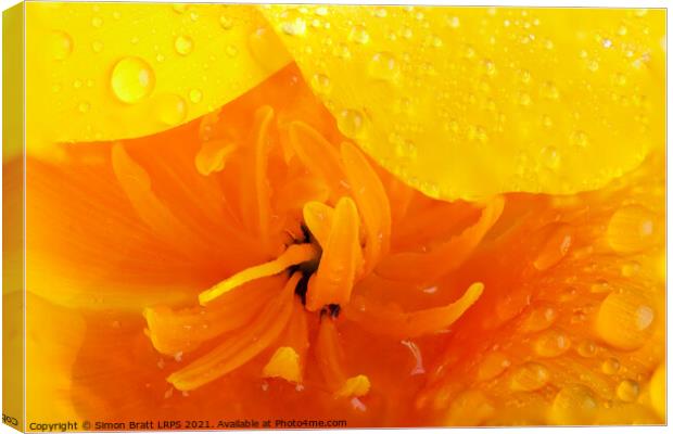 Orange poppy close up with water Canvas Print by Simon Bratt LRPS