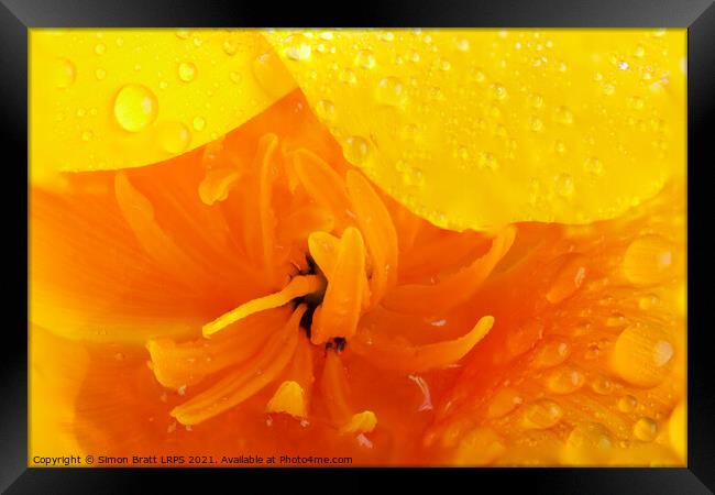 Orange poppy close up with water Framed Print by Simon Bratt LRPS