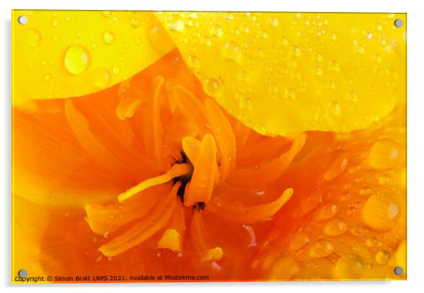 Orange poppy close up with water Acrylic by Simon Bratt LRPS