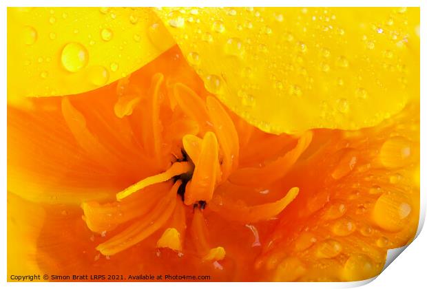 Orange poppy close up with water Print by Simon Bratt LRPS