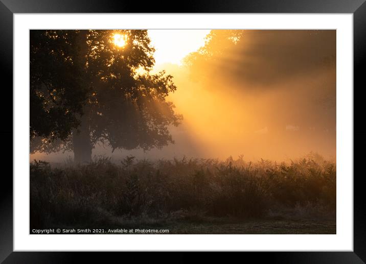 Misty Sunrise at Richmond Park Framed Mounted Print by Sarah Smith