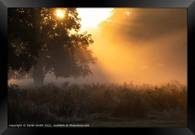Misty Sunrise at Richmond Park Framed Print by Sarah Smith