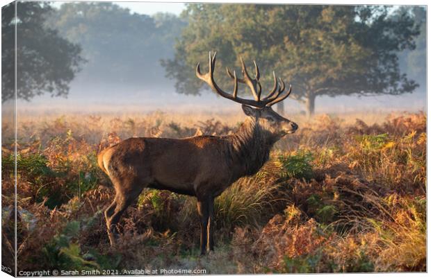 Red Deer Standing in Richmond Park Canvas Print by Sarah Smith