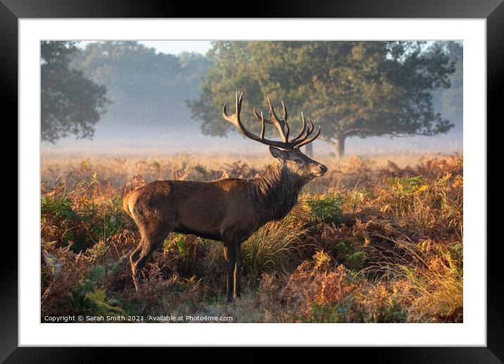Red Deer Standing in Richmond Park Framed Mounted Print by Sarah Smith