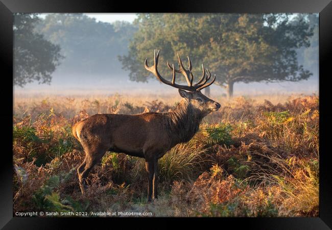 Red Deer Standing in Richmond Park Framed Print by Sarah Smith