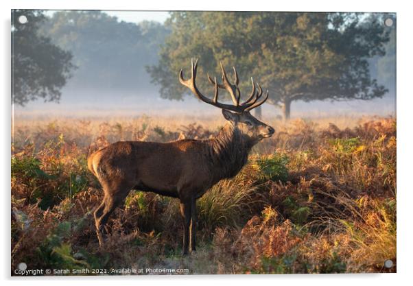 Red Deer Standing in Richmond Park Acrylic by Sarah Smith