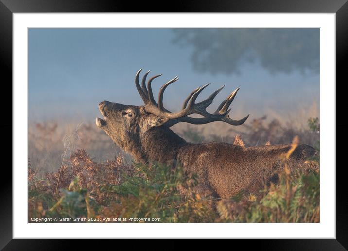 Red Deer Stag Bellowing Framed Mounted Print by Sarah Smith