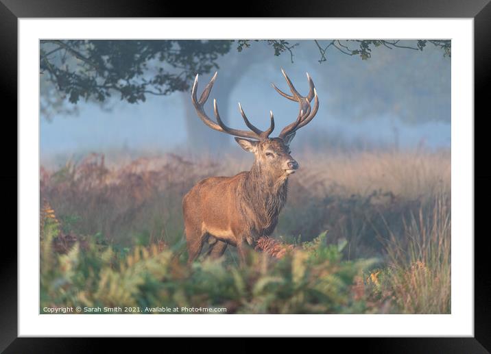 Red Deer Stag in Richmond Park Framed Mounted Print by Sarah Smith