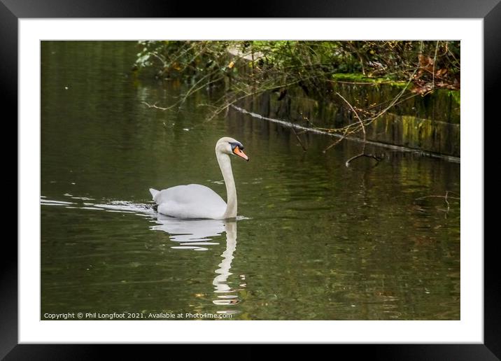 Swan Lake on a Liverpool park  Framed Mounted Print by Phil Longfoot