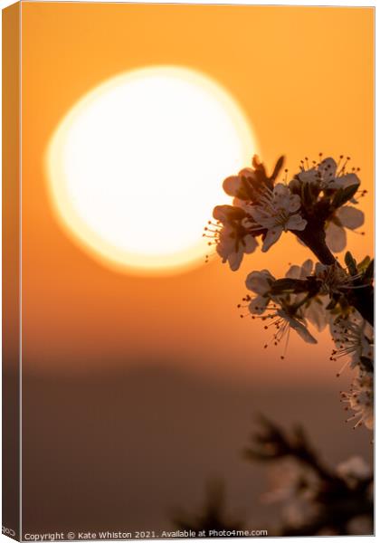 May Blossom at Sunrise Canvas Print by Kate Whiston
