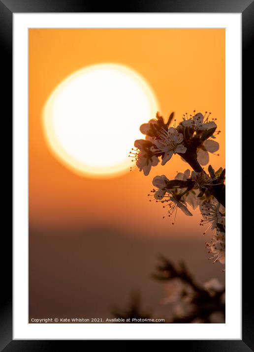May Blossom at Sunrise Framed Mounted Print by Kate Whiston