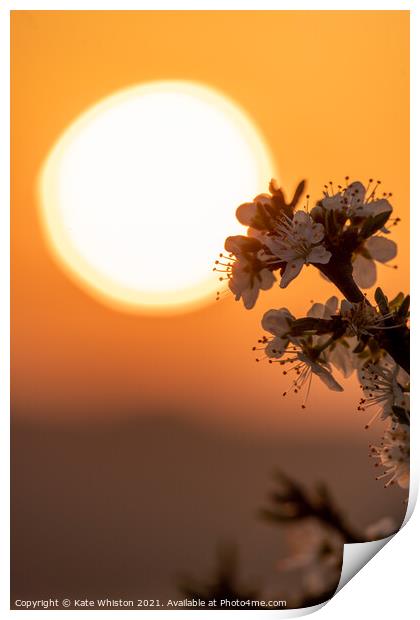 May Blossom at Sunrise Print by Kate Whiston