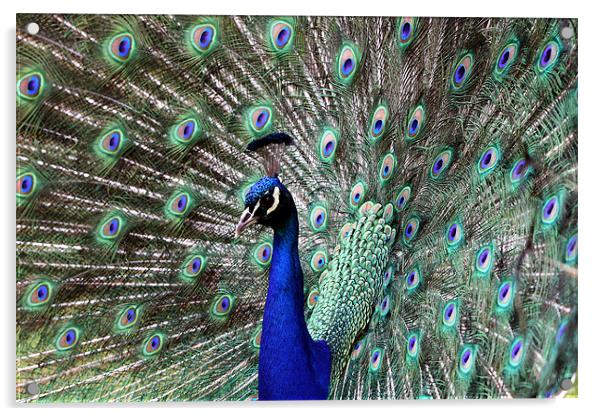 Peacock Acrylic by Tony Bates