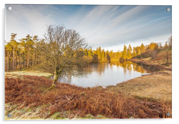 Frosty Tarn Hows Lake District Acrylic by Jonathon barnett