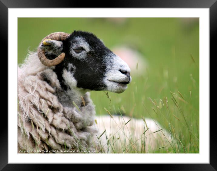 Swaledale sheep Framed Mounted Print by Nik Taylor