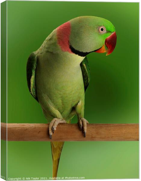  Alexandrine parrot  Canvas Print by Nik Taylor
