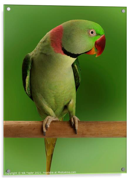  Alexandrine parrot  Acrylic by Nik Taylor