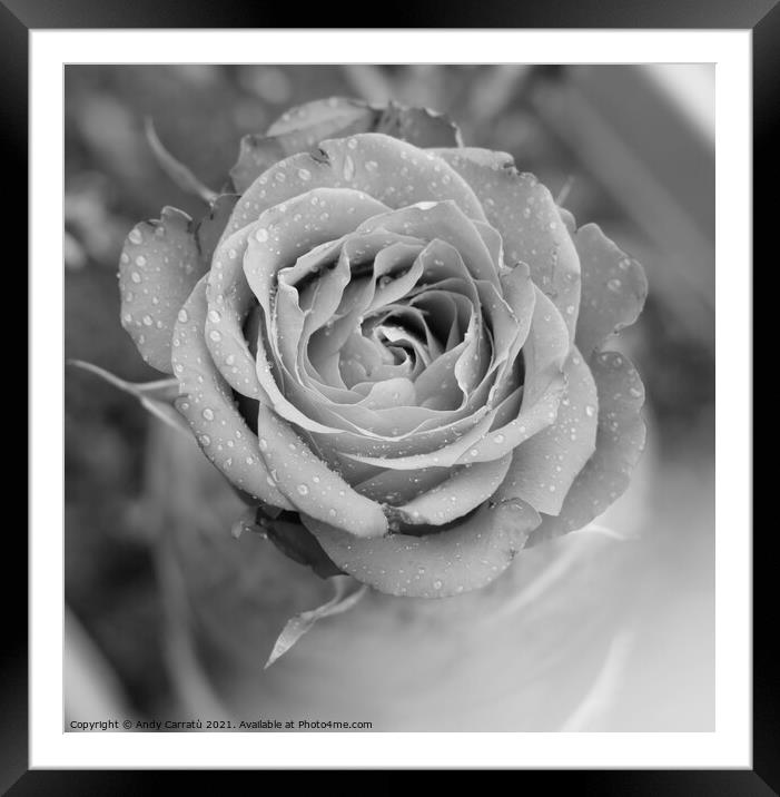 Morning dew of a rose in black and withe Framed Mounted Print by Andy Huckleberry Williamson III
