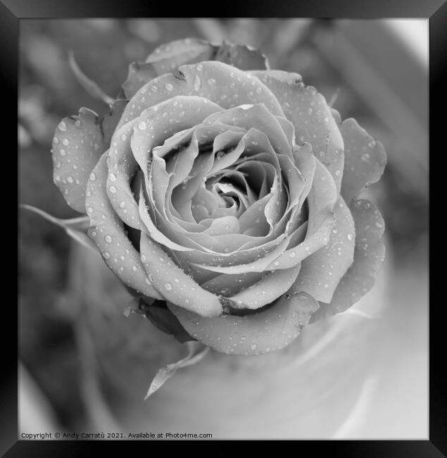 Morning dew of a rose in black and withe Framed Print by Andy Huckleberry Williamson III