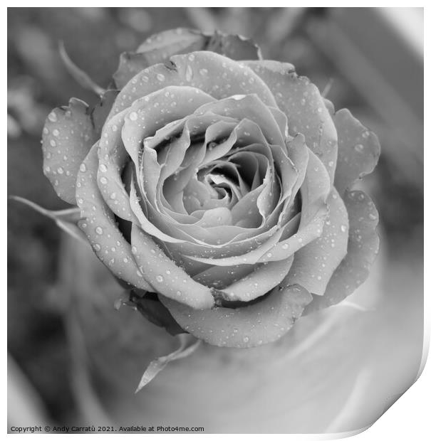 Morning dew of a rose in black and withe Print by Andy Huckleberry Williamson III