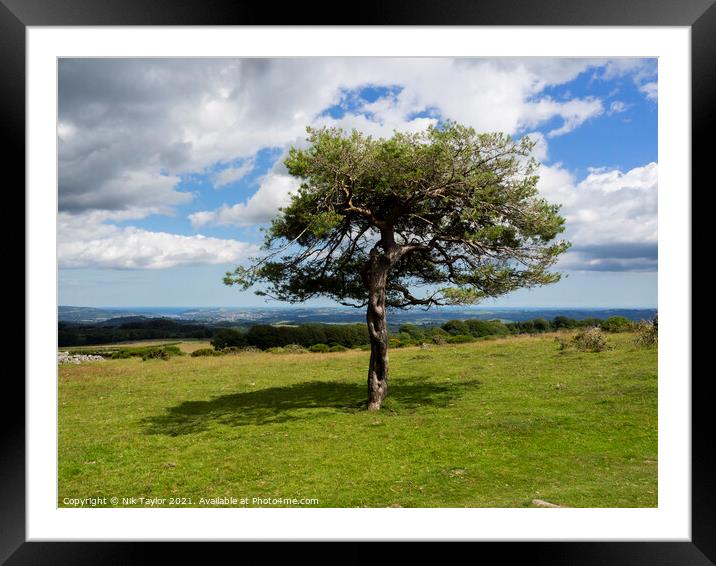 Dartmoor tree Framed Mounted Print by Nik Taylor