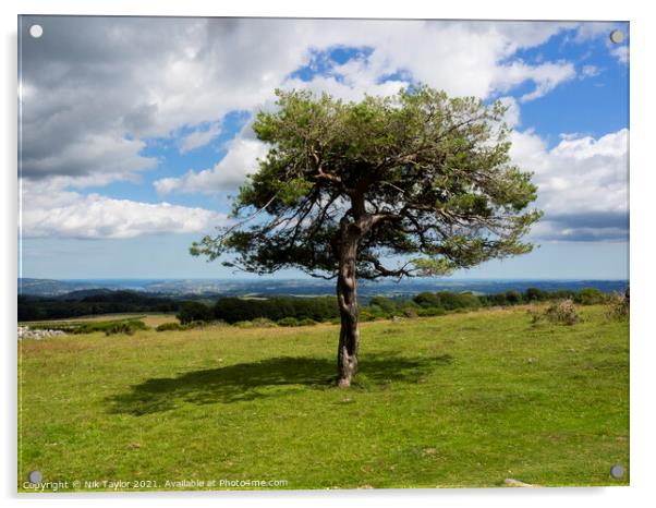 Dartmoor tree Acrylic by Nik Taylor