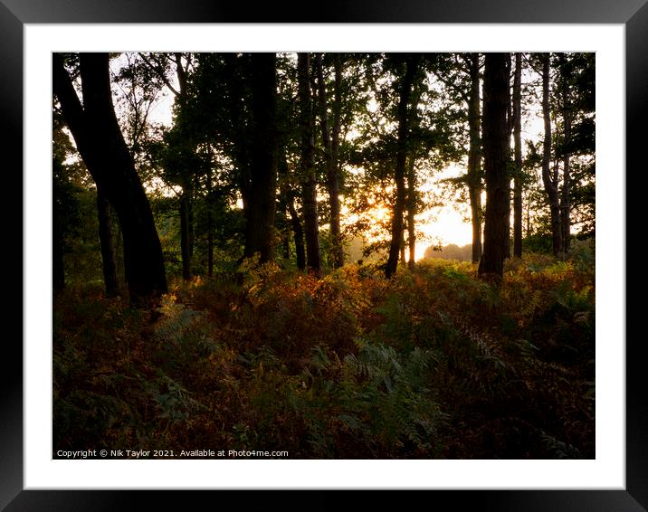 Thetford Forest sunset Framed Mounted Print by Nik Taylor