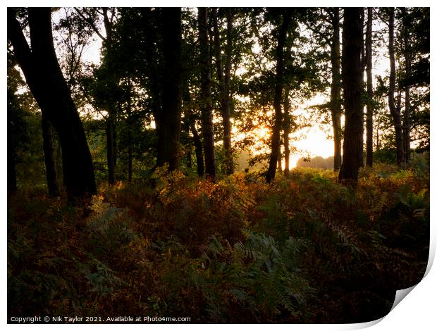 Thetford Forest sunset Print by Nik Taylor