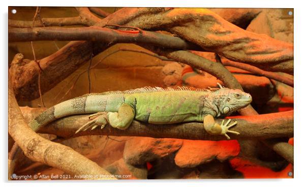 Green Iguana  Acrylic by Allan Bell