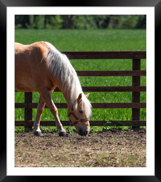 Palomino Horse in Paddock Framed Mounted Print by Allan Bell