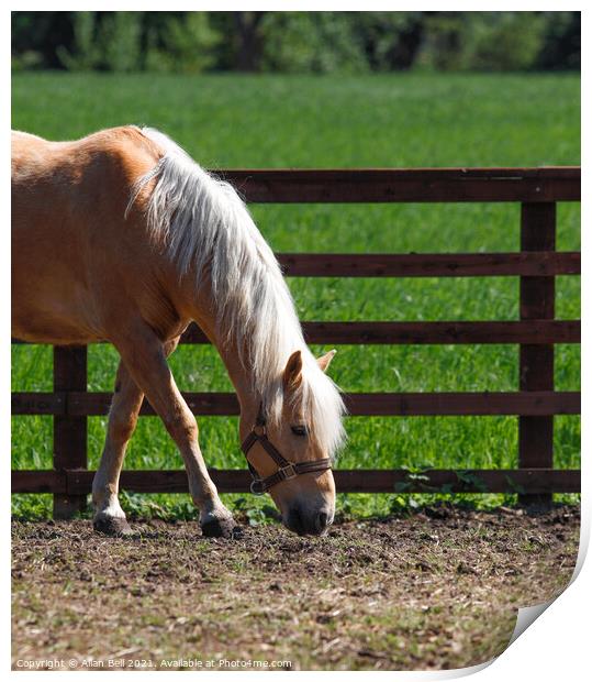 Palomino Horse in Paddock Print by Allan Bell