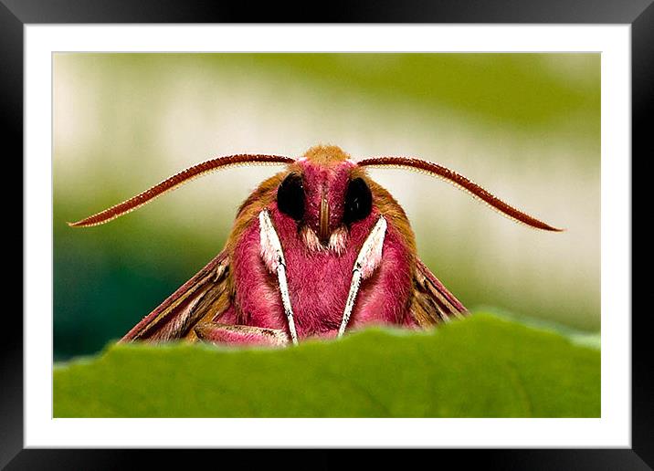 Elephant Hawk Moth Framed Mounted Print by David Blake