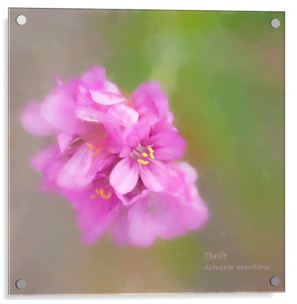 Thrift, Seapink (Ameria maritima)  Acrylic by Hugh McKean